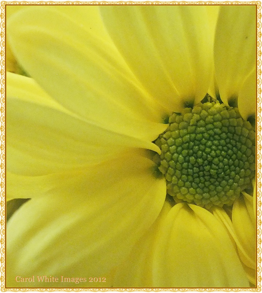 Yellow Beauty by carolmw