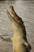 5th May 2012 - In the Northern Territory they teach the crocodiles to jump