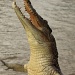 In the Northern Territory they teach the crocodiles to jump by lbmcshutter