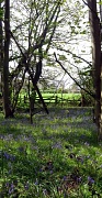 5th May 2012 - Bluebells & a gate