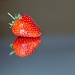 strawberry by peadar