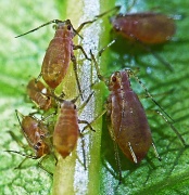 5th May 2012 - aphids........