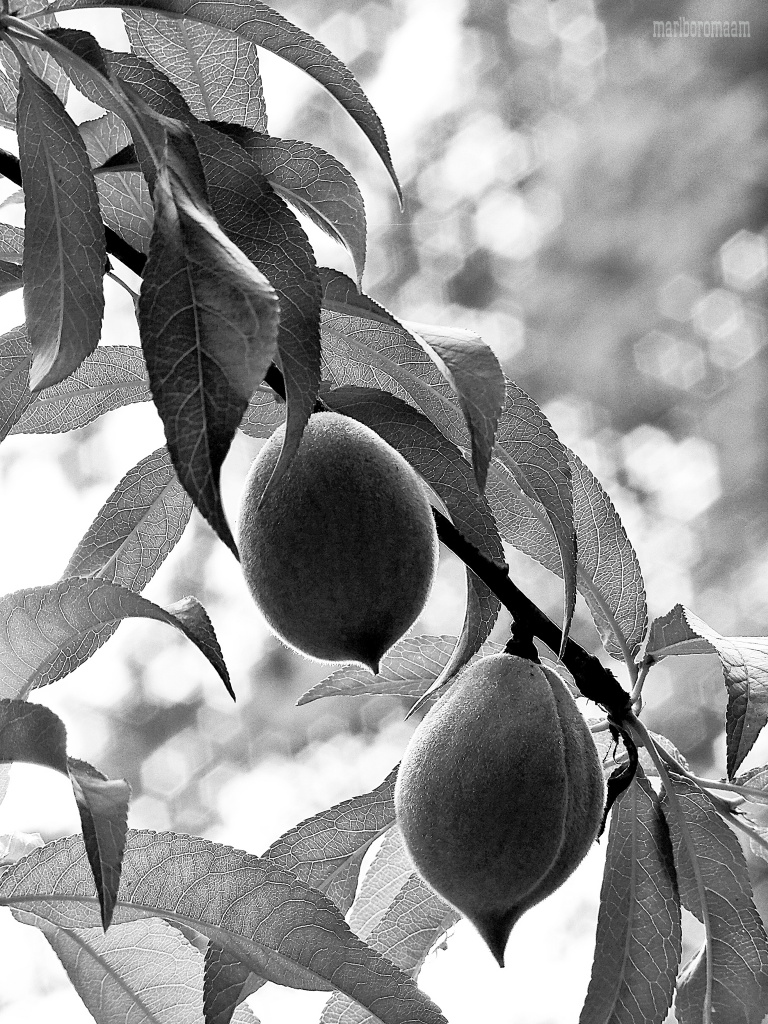 Little green peaches... by marlboromaam