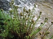 5th May 2012 - ferns unfurling 