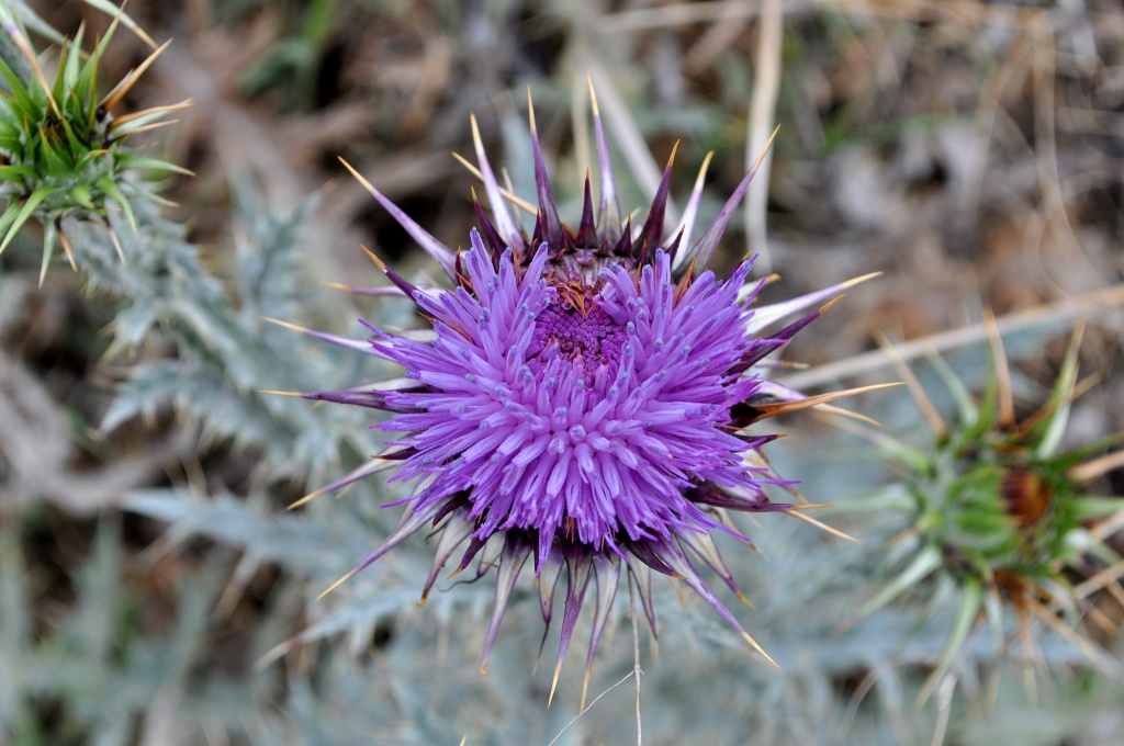 Thistle by philbacon