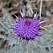 Thistle by philbacon