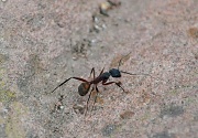 4th May 2012 - Ant 