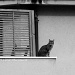 The cat at the corner by parisouailleurs
