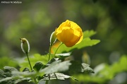 5th May 2012 - Woodland Poppy