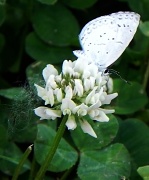 5th May 2012 - Butterfly