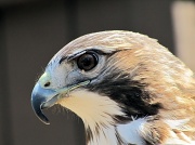 5th May 2012 - Redtail hawk.