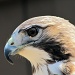 Redtail hawk. by maggie2