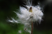 4th May 2012 - Anemone Seedpuff
