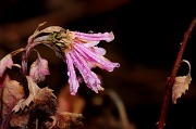 26th Jan 2012 - Chrysanthemum 2