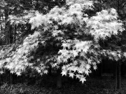 7th May 2012 - Light on sweetgum tree leaves...