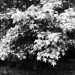 Light on sweetgum tree leaves... by marlboromaam