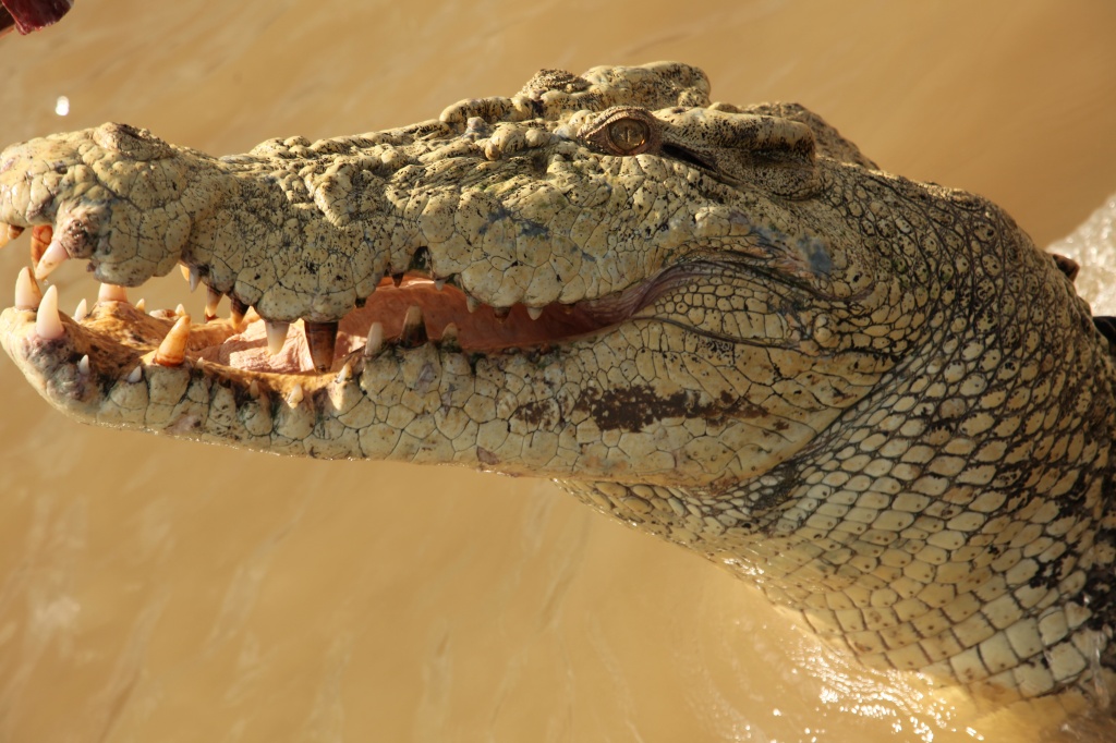 don't be taken in by his welcome grin, he's imagining how well you'd fit within his skin. Jumping Crocodile Cruise Adelaide River Northern Territory  by lbmcshutter