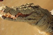 6th May 2012 - don't be taken in by his welcome grin, he's imagining how well you'd fit within his skin. Jumping Crocodile Cruise Adelaide River Northern Territory 