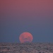 Pink Moon by peterdegraaff