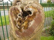 4th May 2012 - Poor tree