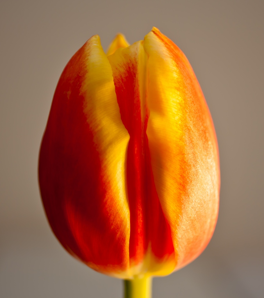 tulip by peadar