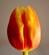 6th May 2012 - tulip