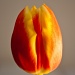 tulip by peadar