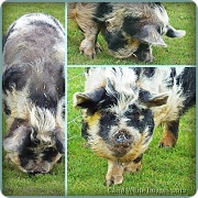 6th May 2012 - Kune Kune Pig