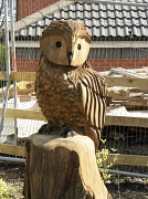 6th May 2012 - Owl