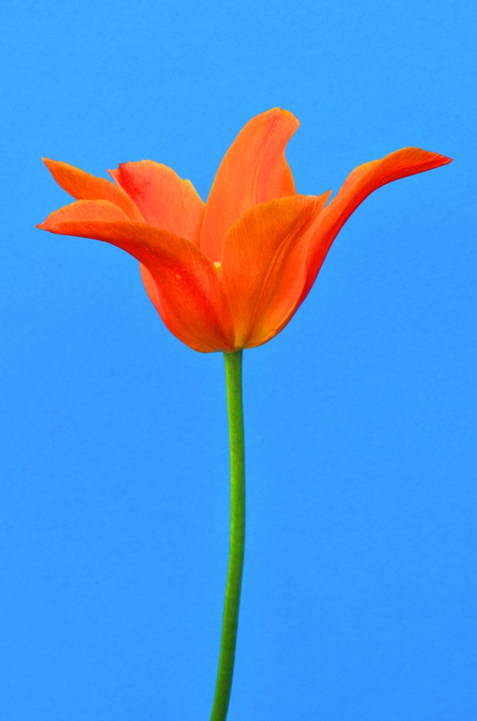 Orange Tulip by seanoneill