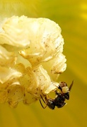 7th May 2012 - Mr Tiny Bee