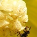 Mr Tiny Bee by myautofocuslife