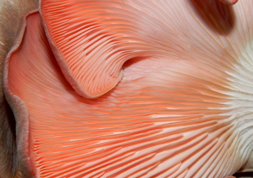 Pink Oyster Mushroom by salza