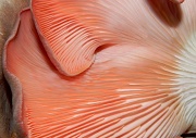 6th May 2012 - Pink Oyster Mushroom