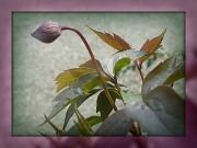 6th May 2012 - clematis bud