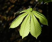6th May 2012 - Horse Chestnut leaf