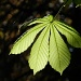 Horse Chestnut leaf by if1