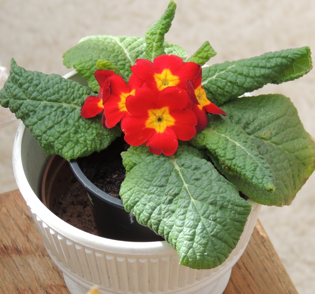 Mother's Day polyanthus still going strong! by rosiekind