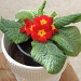 Mother's Day polyanthus still going strong! by rosiekind