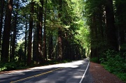 6th May 2012 - Avenue of the Giants