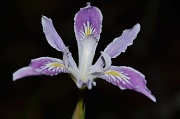6th May 2012 - Evening Wild Iris in the Redwoods