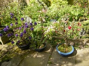 6th May 2012 - A part of my garden