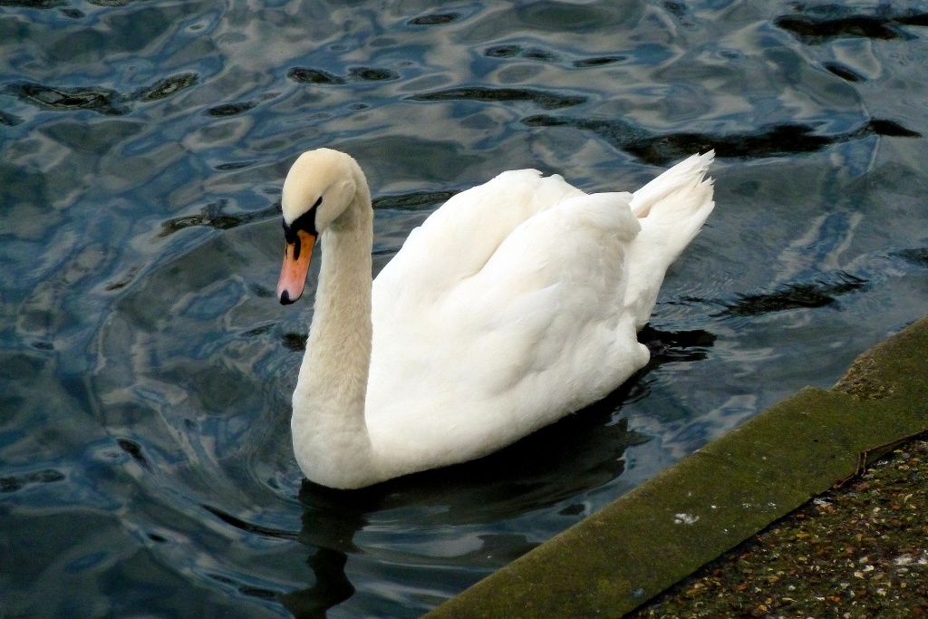 Windsor swan by gareth
