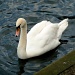 Windsor swan by gareth