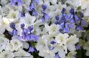 6th May 2012 - Blue and White