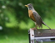 6th May 2012 - Pretty robin