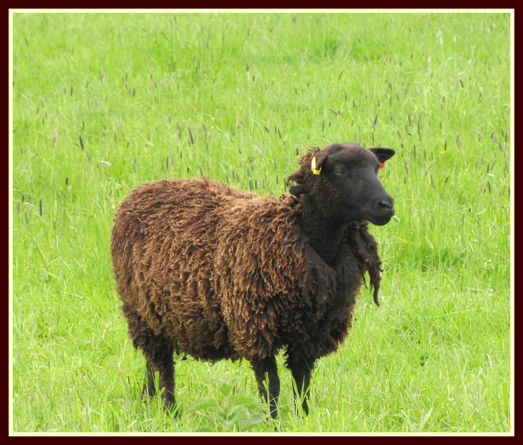 Baa baa brown sheep? by busylady