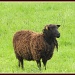 Baa baa brown sheep? by busylady