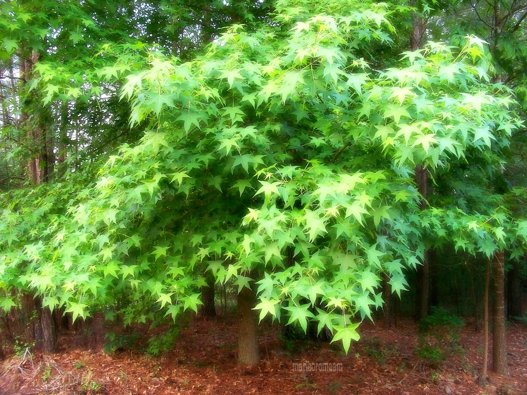 Light on sweetgum tree leaves - color version by marlboromaam