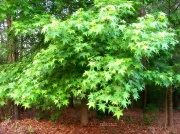 7th May 2012 - Light on sweetgum tree leaves - color version